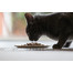 ZIWIPEAK Cat Venison 400 g