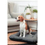 FERA Sunset Pontoon pelech pre psov S 70 x 46 cm