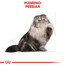 ROYAL CANIN Persian Adult 400 g granule pre dospelé perzské mačky