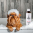 PETS Shampoo Aloe Vera šampón proti lupinám 250 ml