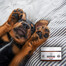 PETS Nose & Paw Balm balsam do pielęgnacji nosa i łap 75 ml