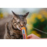 INABA Churu Cat s kuracím a syrom 56 g