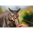 INABA Churu Cat s kuracím mäsom 56 g