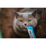 INABA Churu Cat tuniak a hrebenatka 56 g
