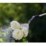 GARDENA EasyPump tlakový postrekovač 5l