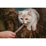 INABA Churu Cat s tuniakom a lososom 56 g
