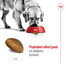 ROYAL CANIN Maxi Adult 15kg granule pre dospelých psov veľkých plemien