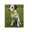 TRIXIE Reflexná šatka pre psa XS - S 22 - 28 cm