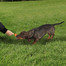 TRIXIE Dog Activity Fun-Mot hračka
