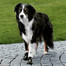 TRIXIE Ochranné topánky Walker Active, M, 2 ks