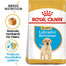 ROYAL CANIN Labrador Puppy 3 kg granule pre šteňa labradora