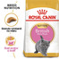 ROYAL CANIN British Shorthair Kitten 10kg granule pre britské krátkosrsté mačiatka