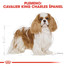 ROYAL CANIN Cavalier King Charles Adult 1,5 kg granule pre dospelého gavalier španiela