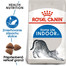 ROYAL CANIN Indoor 2kg granule pre dospelé mačky chované v byte