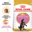 ROYAL CANIN Maine Coon Kitten 10kg granule pre mainské mývalie mačiatka