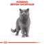 ROYAL CANIN British Shorthair Adult 10kg granule pre dospelé britské krátkosrsté mačky