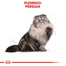 ROYAL CANIN Persian Adult 10kg granule pre dospelé perzské mačky