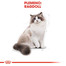 ROYAL CANIN Ragdoll Adult 10kg granule pre ragdoll mačky