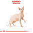 ROYAL CANIN Sphynx Adult 400g granule pre sphynx mačky