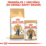 ROYAL CANIN British Shorthair Gravy 12x85g
