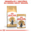 ROYAL CANIN British Shorthair Adult 10kg granule pre dospelé britské krátkosrsté mačky