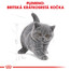 ROYAL CANIN British Shorthair Kitten 10kg granule pre britské krátkosrsté mačiatka