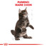 ROYAL CANIN Maine Coon Kitten 10kg granule pre mainské mývalie mačiatka