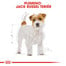 ROYAL CANIN Jack Russell Adult 1,5kg granule pre dospelého jack russell teriéra