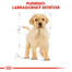 ROYAL CANIN Labrador Puppy 3 kg granule pre šteňa labradora