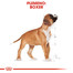 ROYAL CANIN Boxer Puppy 12 kg granule pre šteňa boxera