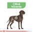 ROYAL CANIN Maxi Digestive Care 10kg granule pre dospelých psov, veľké plemená s citlivým zažívacím traktom
