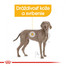 ROYAL CANIN Maxi dermacomfort 3 kg granule pre veľké psy s problémami s kožou