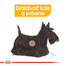 ROYAL CANIN Mini dermacomfort 3 kg granule pre malých psov s problémami s kožou