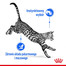 ROYAL CANIN Indoor Sterilised In Gravy Pouch 12x85g