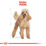 ROYAL CANIN Poodle Adult 3 kg granule pre dospelého pudla