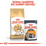 ROYAL CANIN Siamese Adult 10 kg
