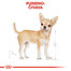ROYAL CANIN Chihuahua Adult 3 kg granule pre dospelú čivavu